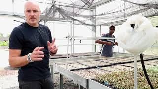 Do This to Reduce Mold on Microgreens (EASY, SIMPLE SOLUTION)