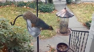 Squirrel Antics