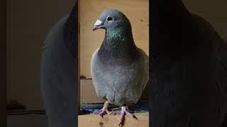 BREEDING COCK-LONG DISTANCE | Racing Pigeon | Homer | Kabutar