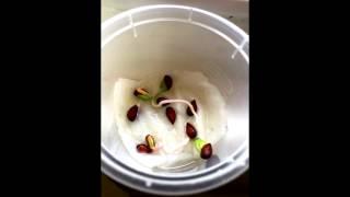 How to grow pink lady apple seeds