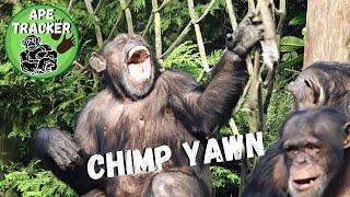 Chimp Yawns Showing Her Huge Teeth