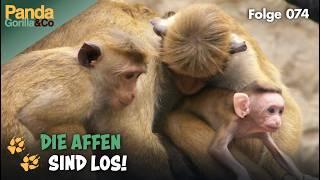 Affen im Zoo: Akrobatik, Familie und ein Baby-Diebstahl | Panda, Gorilla & Co.