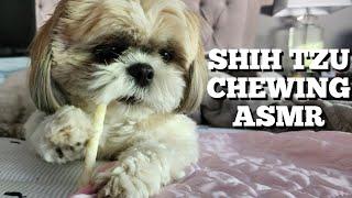 Shih Tzu Chewing on a Bully Stick