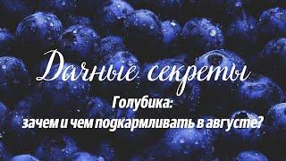 Дачные секреты. Голубика: зачем и чем подкармливать в августе?