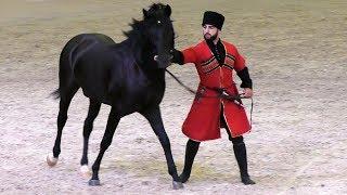 Удар копытом сбил его с ног! Кабардинская порода лошадей #Иппосфера /Kabardian horse #Hipposphere