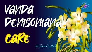 Vanda denisoniana CARE | Unfavorable Mediterranean Climate #CareCollab #ninjaorchids