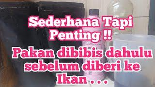 Begini Lho Tips dan Cara Membibis Pakan Ikan Nila Yang Benar !!