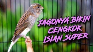 JAGONYA BIKIN CENGKOK ISIAN JUARA - MASTERAN KENARI ISIAN BLACKTHROAT GACOR DURASI PANJANG