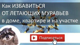 Как избавиться от летающих муравьев. 2 быстрых способа. Доступное средство от муравьев.