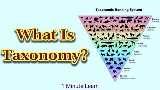 What Is Taxonomy? | #taxonomy #shorts #biology #9thbiology #science