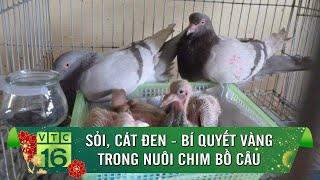 Sỏi, cát đen - bí quyết vàng trong nuôi chim bồ câu | VTC16