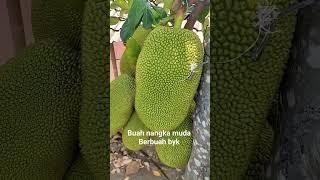 Buah nangka muda #shorts #nangka #buahnangka #petanimuda