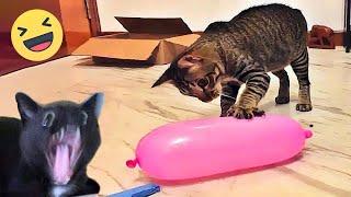 Funniest Cats And Dogs Videos  - Best Funny Animal Videos 2024 #11