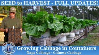 How to Grow Cabbage in CONTAINERS (SEED to HARVEST) Napa Cabbage/Chinese Cabbage