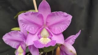 Cattleya Nobilior Cobiçada x Durval Ferreira