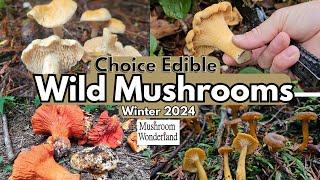 Choice Edible Wild Mushrooms- Winter 2024