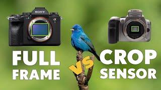 Full Frame or Crop Sensor For Bird Wildlife photography | Canon, Sony Beginner Tips