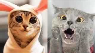 Коты 2022 смешные котики. Приколы с котами до слез. Я СМЕЯЛСЯ ПОЛЧАСА Funny cats tiktok 2022-2021