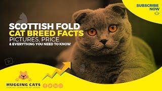 Scottish Fold Cat Breed: Pictures, Fun Facts, Personality Traits & More!