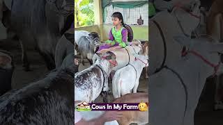 Nadipathy Cattle | 1 to 2 Feet Height | #miniature #trending #minicows #yt #youtube #sanatanadharma