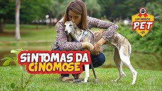 CONHEÇA OS SINTOMAS DA CINOMOSE