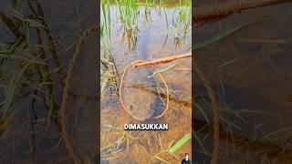 PRIA INI MENEMUKAN IKAN GABUS JUMBO⁉️#shorts #shortvideos #viral