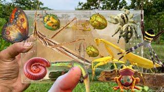 Hunting insect with village boys i just met‼️catch locus, golden beetle,spider, yellow mantis,lizard