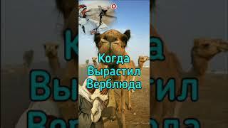 Когда Вырастил Верблюда #shorts