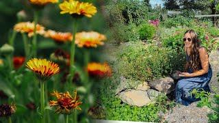 CALENDULA does what??? BENEFITS for the PERMACULTURE GARDEN // Companion planting, homesteading uses