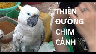 Chợ Hàng Hải Phòng, thiên đường chim cảnh - Chợ chim cảnh lớn nhất Việt Nam