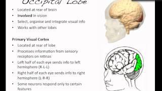 The Brain The Occipital Lobe