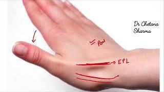 Surface anatomy of anatomical snuff box