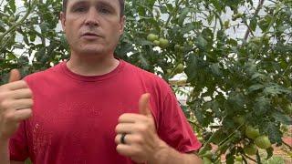 How to pollinate tomatoes - No “simple tricks” just the facts!