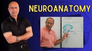 Neuroanatomy | Neurology | Neuroscience | Dr Najeeb