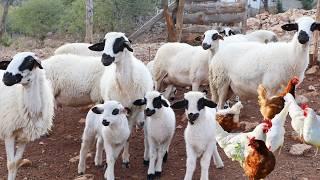 Wild Animal Sounds | Lion , Baby Goat , Sheep , Cow Video , Duck , Chicken, Cute Little Farm Animals