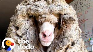 Sheep Covered In 80 Pounds Of Wool Makes Most Amazing Transformation  | The Dodo Faith = Restored