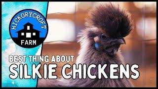 Raising SILKIE CHICKENS: Broody BANTAM Silkie Hens (Backyard Poultry For Beginners 101)