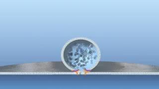 Fusion of vesicle with membrane