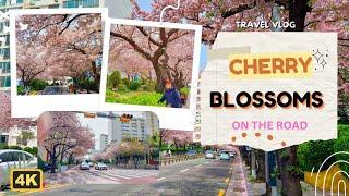 [4K] CHERRY BLOSSOM IN GWANGALLI ,BUSAN SOUTH KOREA II APRIL 01, 2023