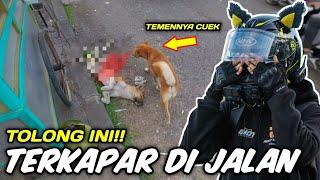 TERGELETAK DI PINGGIR JALAN TIDAK ADA YANG PEDULI