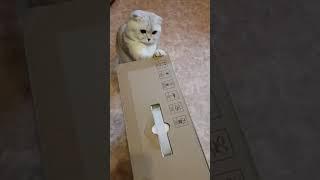 Робот пылесос и кот, Robot vacuum cleaner and cat