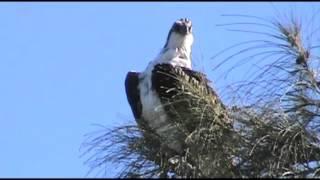 FLORIDA OSPREY POSING FOR THE CAMERA  - video by Douglas K. Poor