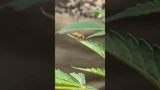 Hoverfly: Pollinator Adult with Aphid-Eating Larvae