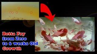 How to grow your betta fish fry quickly | Betta fry from zero to 6 weeks