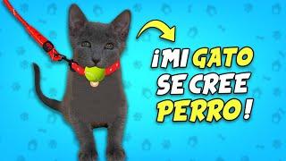 MI GATO SE CREE UN PERRO !! 