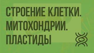 Строение клетки. Митохондрии. Пластиды. Органоиды движения. Видеоурок по биологии 10 класс