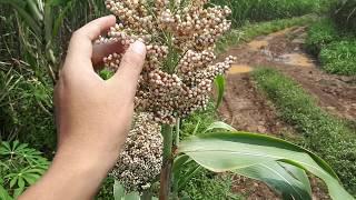 bagaimana bentuk tanaman jagung gandum