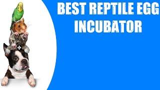 BEST REPTILE EGG INCUBATOR