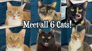 OUR CAT FAMILY! - Marmalade, Jugg, Zig Zag, Bond, Maz & Calypso