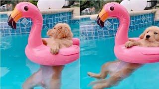 Cachorrinho Brincando na Piscina